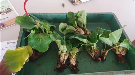 Azubi XXL in Möglingen, Häußermann