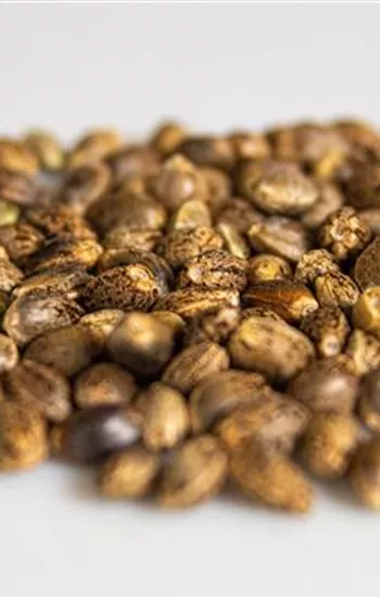 Kurzwebinar: Cannabissamen