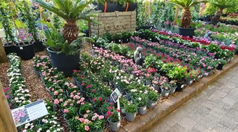 IGCA 2025 Südafrika IGCA 2025 Südafrika