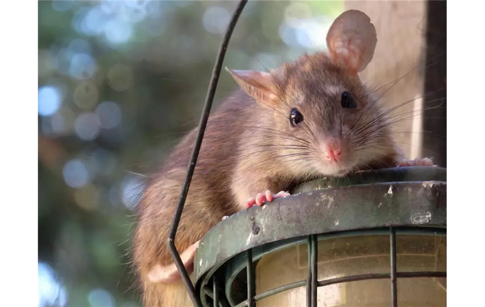 Gesetztesänderung Rattenmittel