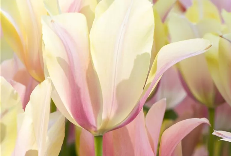 Tulipa