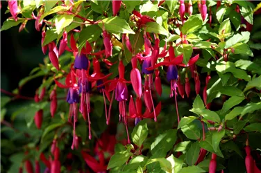 Blumen - und Zierpflanzentag