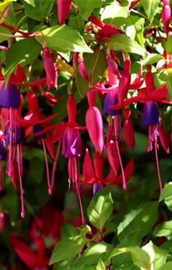 WORKSHOP: Blumen - und Zierpflanzentag