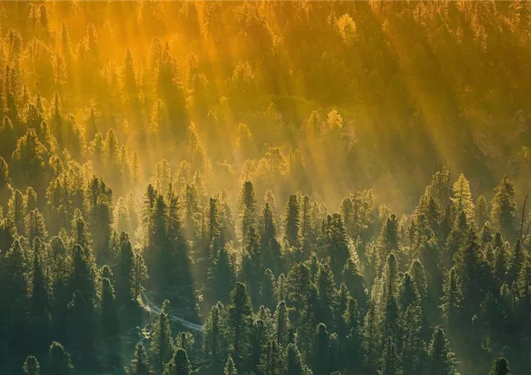 Wald_Sonne_Bild von Mario auf Pixabay_Newsletter.jpg