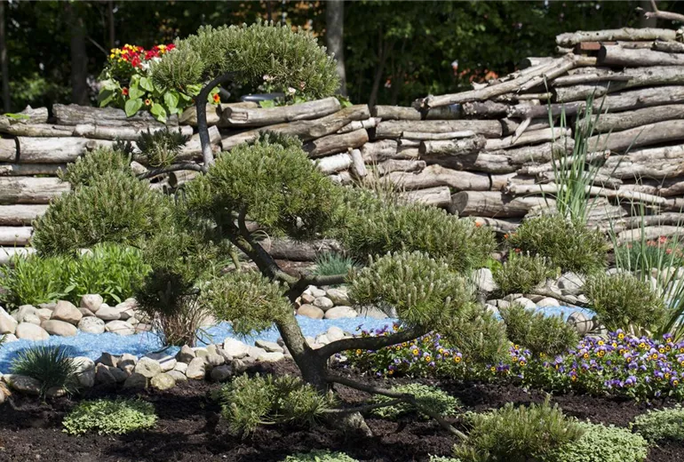 Pinus mugo subsp. mughus