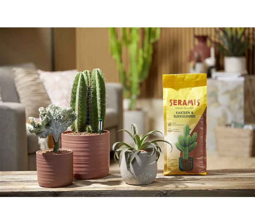 731335_SE_Spezial-Substrat_Kakteen-Sukkulenten_7_LS.jpg