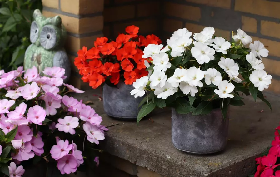 SunPatiens Patio Orange_White.JPG