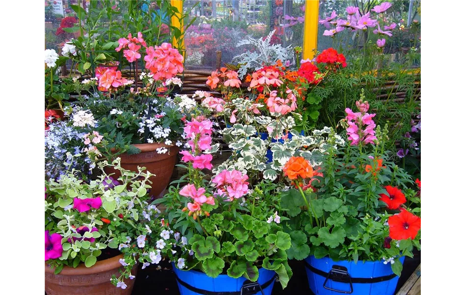 Zierpflanzen_Pixabay Bild von S810.jpg