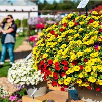 Zierpflanzentag 2026