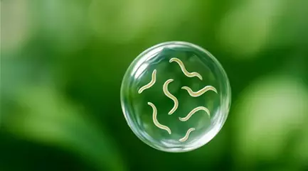 nematoden-wassertropfen_HD.jpg