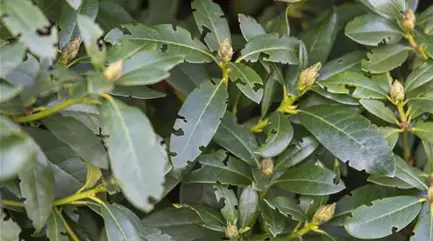 rhododendron_dickmaul_fraß_MW_57.jpg