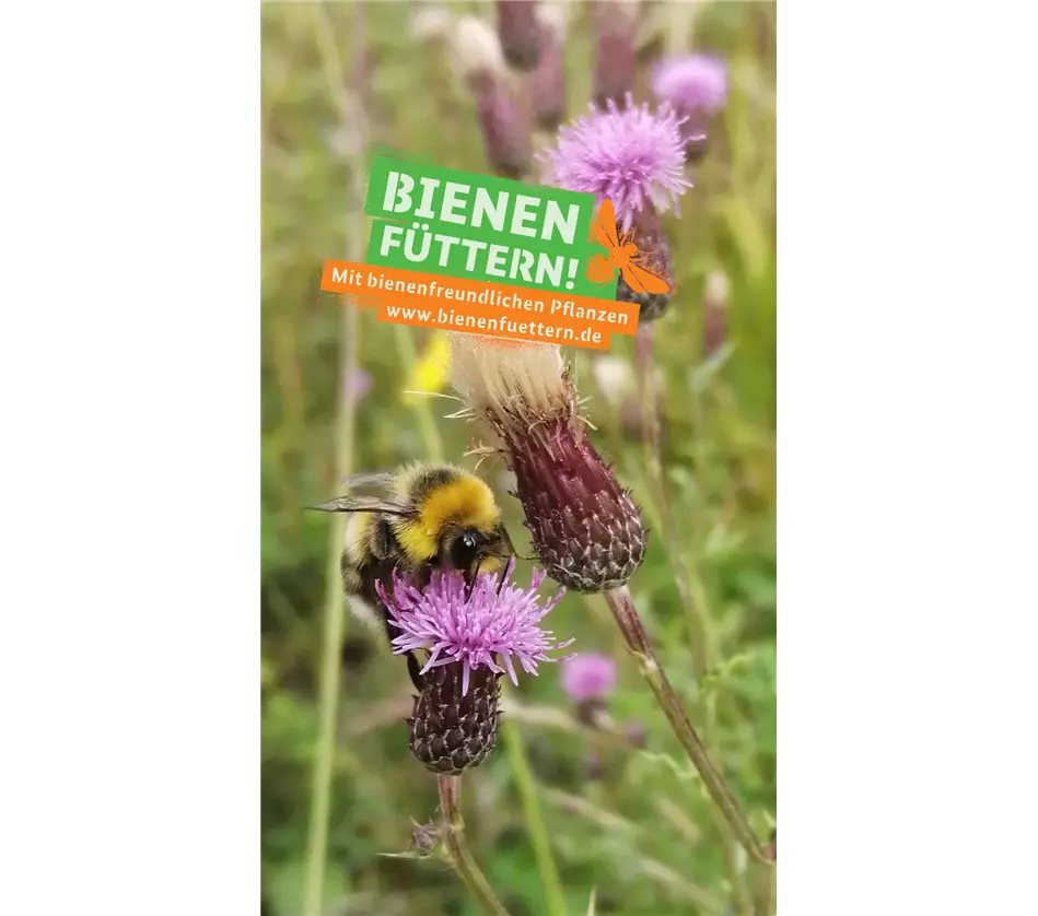 Anlage 6.3_Motiv2_Bienen_Füttern_BMEL_Sharepics Partnerkommunikation.jpg