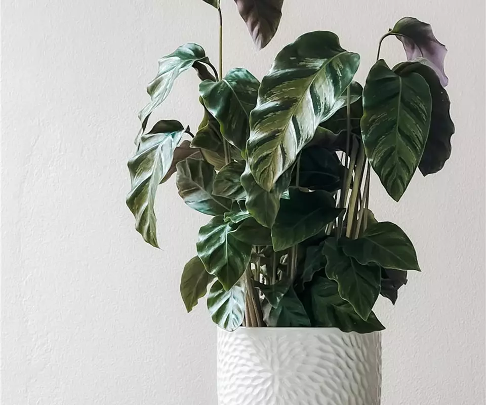 Croton_Grünpflanze_Topf_Bild von Liudmyla Nytsyk auf Pixabay.jpg
