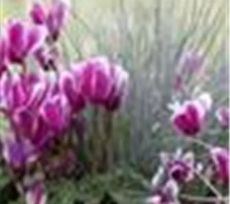 Alpenveilchen, zeitlose Klassiker 