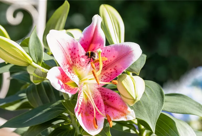 Lilium Oriental, rosa-weiß