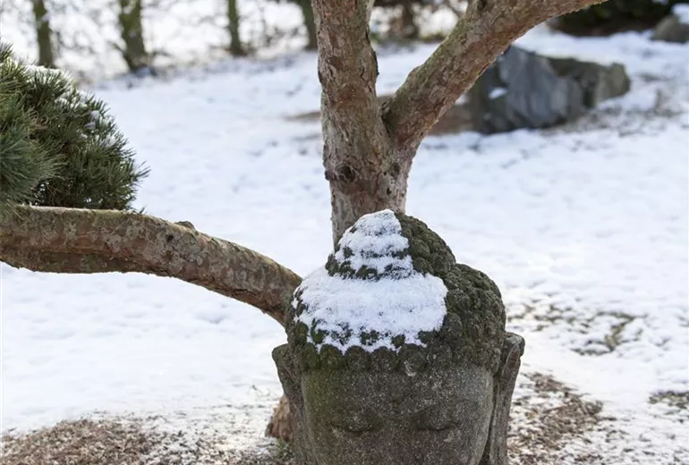 Gartenbonsai Dekobuddhakopf