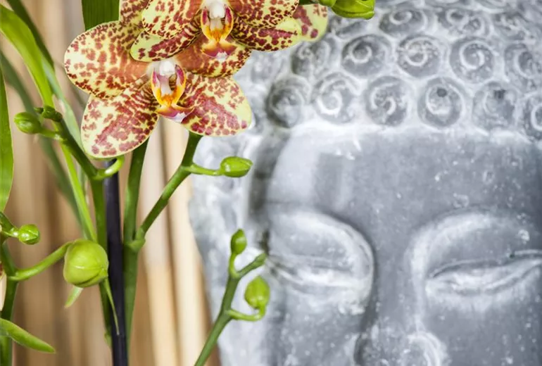 Phalaenopsis