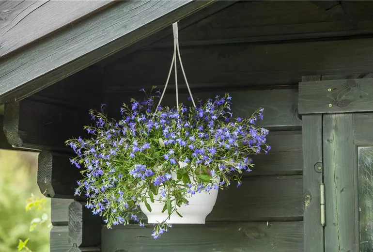 Lobelia erinus